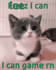 Lee Leebrfc GIF - Lee Leebrfc Cat GIFs
