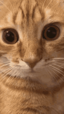 Cat Eye GIF - Cat Eye Tick GIFs