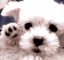 Cute Dog GIF - Cute Dog Bye GIFs