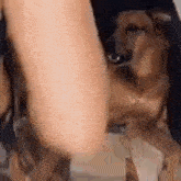 a dog is sitting on a woman 's lap .