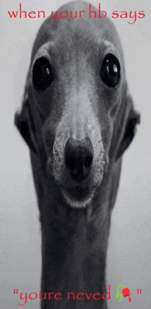 a black and white photo of a dog with the words when your hb says " you 're neved "