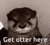 a close up of an otter with the words get otter here