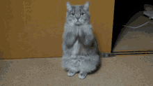 a cat is standing on its hind legs looking up