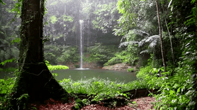 Forest rain nature GIF on GIFER - by Meztishicage