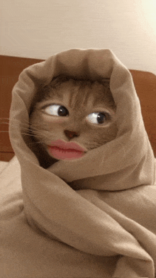 a cat is wrapped in a blanket with pink lips
