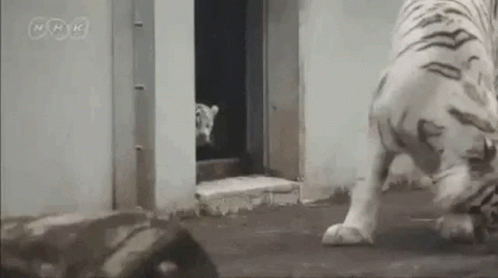 cute baby white tiger tumblr