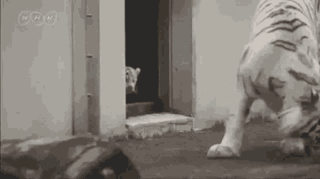 White Tiger Funny GIF - White Tiger Funny Animals - Discover & Share GIFs