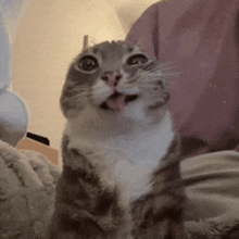 a cat sticking its tongue out while looking up