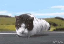 Cyriak Cat GIF - Cyriak Cat Slug GIFs