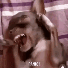 Panic Dog GIF - Panic Dog GIFs