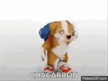 Perro Chacarron GIF - Perro Chacarron Baila GIFs