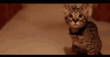 Sad Cat GIF - Sad Cat Kittens GIFs
