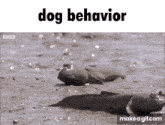 Dog Behavior Mudskipper GIF - Dog Behavior Mudskipper Alexnation420 GIFs