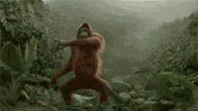 跳舞 大猩猩 猩猩 可爱 GIF