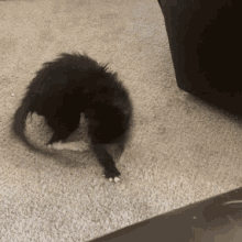 cat funny tail chasing black cat