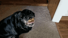 Labrador Yummy GIF - Labrador Yummy Licking GIFs