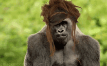 Gorilla Wig Gorilla GIF - Gorilla Wig Gorilla Wig GIFs