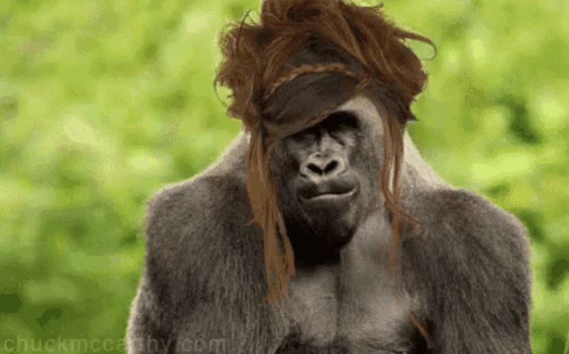 Gorilla Wig Gorilla GIF Gorilla Wig Gorilla Wig Discover Share GIFs