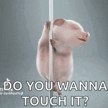 a pig is standing on a pole and asking if you wanna touch it .