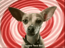 Taco Bell GIF - Taco Bell Yo Quiero Dog GIFs