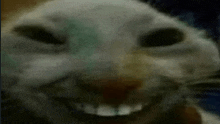 a close up of a cat 's face with a big smile on it 's face .