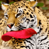 a close up of a leopard holding a red frisbee in its mouth