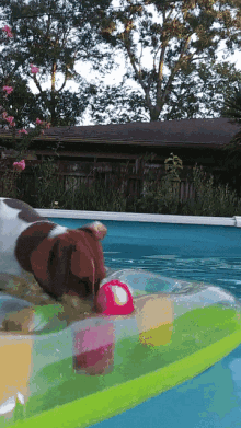 Eva Swimming GIF - Eva Swimming Dog GIFs