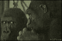 Booger Picks Nose GIF - Booger Picks Nose Gorilla GIFs