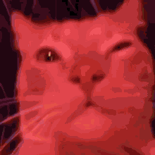 Rave Cat GIF - Rave Cat Cool GIFs