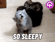 Tomi Sleep GIF - Tomi Sleep Sleepy Cat GIFs