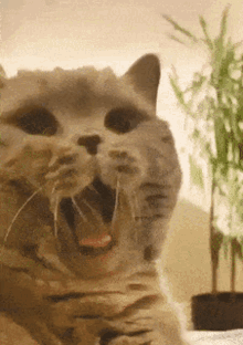 Cat Yawn GIF - Cat Yawn Kotik GIFs