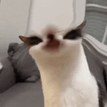 Weird Cat GIF - Weird Cat Eyes GIFs