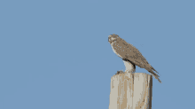 Falcon Fly By GIF - Falcon Fly By Whats Up GIFs