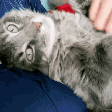 Sleepy Cat Dont Touch Me GIF
