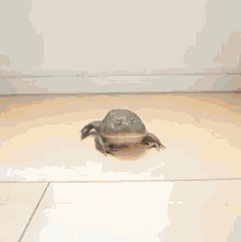 Frog Toad GIF - Frog Toad Boom GIFs