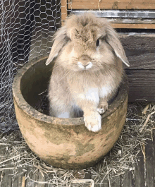 Potted Rabbit GIF - Potted Rabbit Squeeze GIFs
