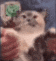 Calico Cat Fat GIF - Calico Cat Calico Cat GIFs