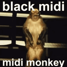 Black Midi Monkey GIF - Black Midi Monkey GIFs