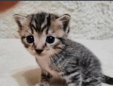 грустный кот GIF - грустный кот GIFs