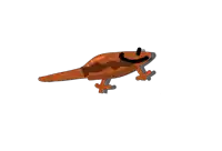 a cartoon drawing of a lizard with a smile on its face