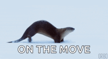 an otter is running through the snow and the words `` on the move '' are written above it .
