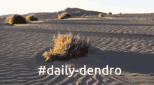 Genshin Impact Servidor Daily Dendro GIF - Genshin Impact Servidor Daily Dendro Daily Personagens GIFs