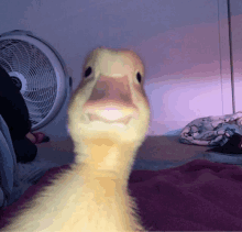 Duck Creepy GIF