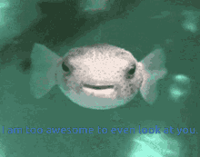 I Am Too Awesome To Look At You Fish Puffer Fish GIF