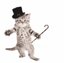 kitten cat magician
