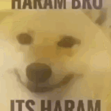 Its Haram Its Haran Bro GIF - Its Haram Its Haran Bro Its Haram Bro GIFs