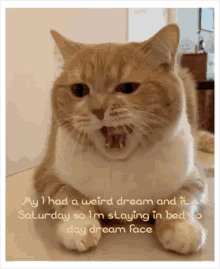 its saturday dream tired yawn cat