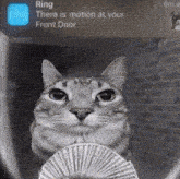 Ring Cat GIF - Ring Cat GIFs