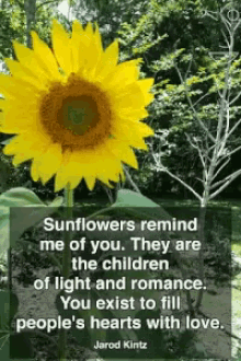 Sunflower Quote GIF - Sunflower Quote Positive GIFs