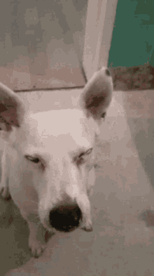 Dogs Tongue Out GIF - Dogs Tongue Out Large Ears GIFs